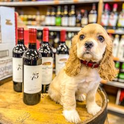 The Rock Bottle Shop - Puppies can't drink wine but you can