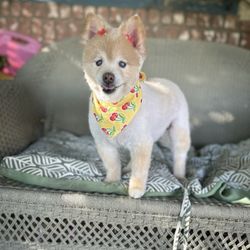 Paws Appeal Grooming Giftly Email, Text or Print, 31577 Canyon