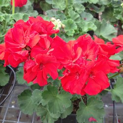 American Wholesale Nurseries - Annual Geraniums