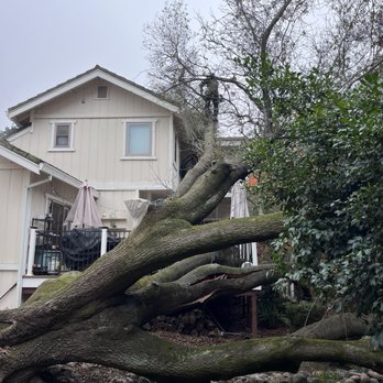 Easy Stumps Tree Services - Tree Services Near Me - Folsom, California Easy Stumps Tree Services - Tree Services Near Me - Folsom, California