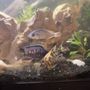 Photo of Datzcichlids & Reptiles
