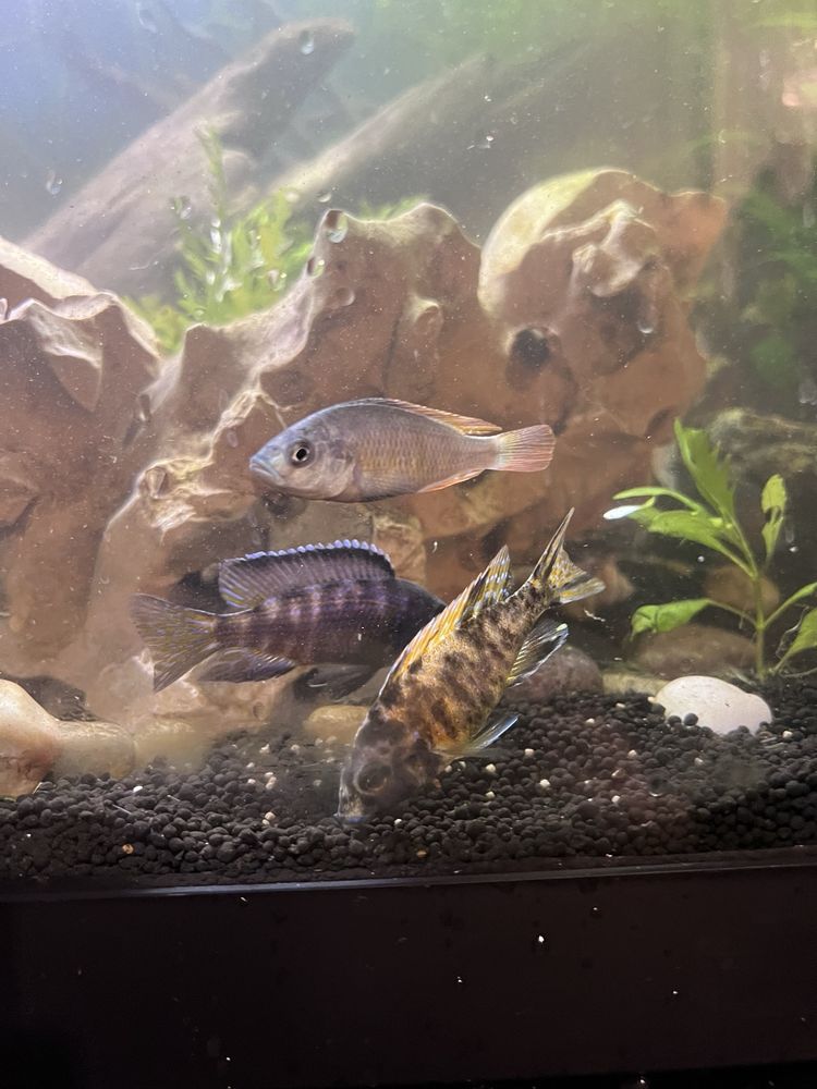 Datzcichlids & Reptiles - reptile breeding in McHenry, IL
