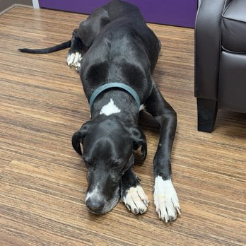 Serendipity Veterinary Hospital - Veterinarians Near Me - Tomball, Texas Serendipity Veterinary Hospital - Veterinarians Near Me - Tomball, Texas