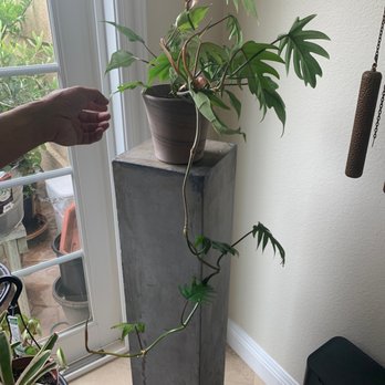 Plantiitas - Philodendron mayoii - Home Decor Near Me - Long Beach, California Plantiitas - Philodendron mayoii - Home Decor Near Me - Long Beach, California