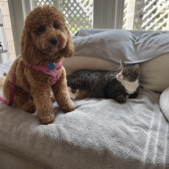 Paws 'n' Rec - Pearl Ave - Friends. - Pet Sitting Near Me - Tampa, Florida Paws 'n' Rec - Pearl Ave - Friends. - Pet Sitting Near Me - Tampa, Florida