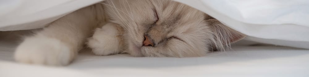 Angels At The End Pet Home Euthanasia Image