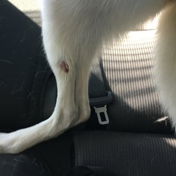 Super Pets - Quarter-sized cut that wasn't there when I dropped her off. Couldn't get a picture of the cut in between her toes. - Pet Stores Near Me - Temple City, California