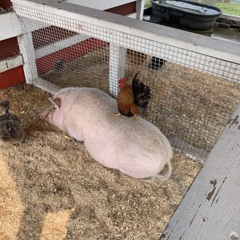 Lambs Farm- Farmyard - Interspecies interaction! - Attraction Farms Near Me - Libertyville, Illinois