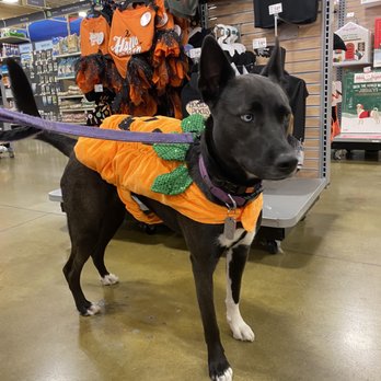 Leavenworth County Humane Society - She is so happy as a pumpkin - Animal Shelters Near Me - Lansing, Kansas Leavenworth County Humane Society - She is so happy as a pumpkin - Animal Shelters Near Me - Lansing, Kansas