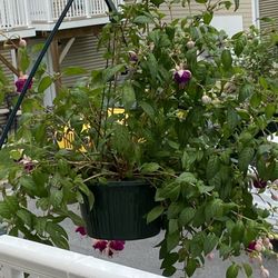 Rockland Garden Cente - Fuchia