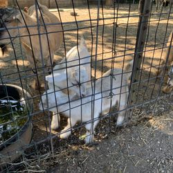 Barnstable Farm & Pet Supplies