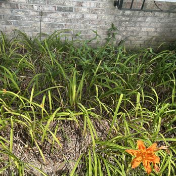 Clear Path - Weeds we're terrible - Junk Removal & Hauling Near Me Clear Path - Weeds we're terrible - Junk Removal & Hauling Near Me