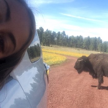 Bearizona - Selfie with American Bison - Zoos Near Me - Williams, Arizona Bearizona - Selfie with American Bison - Zoos Near Me - Williams, Arizona