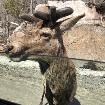 Parc Omega - Zoos Near Me - Montebello, Quebec