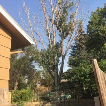 AAA Trees Done Right - Difficult removal in a backyard - Tree Services Near Me - Billings, Montana AAA Trees Done Right - Difficult removal in a backyard - Tree Services Near Me - Billings, Montana