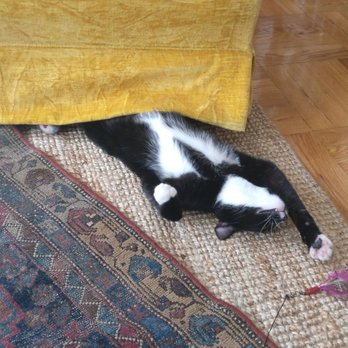 Brooklyn Animal Action - Our melodramatic cat, after a long play session, when he's too tired to keep going...but still *really* wants that feather. - Community Service/Non-Profit Near Me