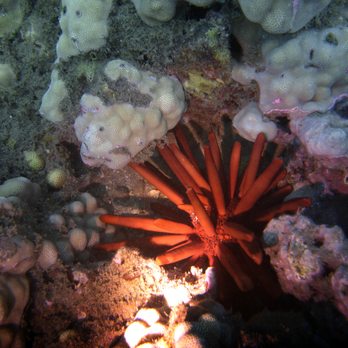 Pro Diver Maui - Scuba Diving Near Me - Kihei, Hawaii