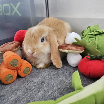 Meadow Bloom Rabbitry - Pet Breeders Near Me Meadow Bloom Rabbitry - Pet Breeders Near Me