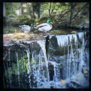 Beacon Hill Park - Quack. Lots of ducks. - Parks Near Me - Victoria, British Columbia