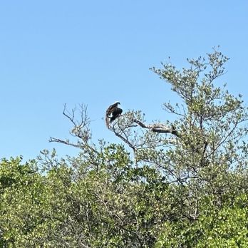 Rivers to Ocean Kayaking - Brown osprey. - Rafting/Kayaking Near Me Rivers to Ocean Kayaking - Brown osprey. - Rafting/Kayaking Near Me