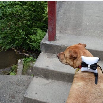 Shotgun Ceremonies - Dog friendly wedding kobuta garden Seattle - Officiants Near Me - Seattle, Washington