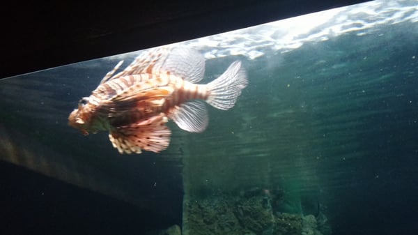 Acquario di Livorno by null