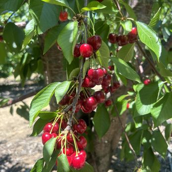 Diablo Cherries - Pick Your Own Farms Near Me - Brentwood, California