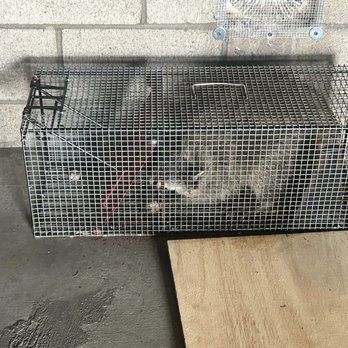 Optimal Wildlife Removal - Raccoon caught and removed humanly. - Wildlife Control Near Me Optimal Wildlife Removal - Raccoon caught and removed humanly. - Wildlife Control Near Me