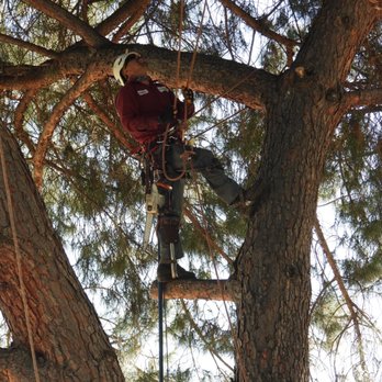 Canada Tree Care - High in the - Tree Services Near Me Canada Tree Care - High in the - Tree Services Near Me