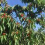 Photo of Eshleman Fruit Farm