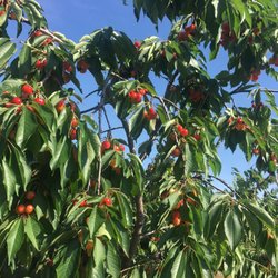 Eshleman Fruit Farm