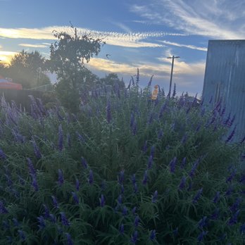 Bishop's Pumpkin Farm - Outside - Christmas Trees Near Me - Wheatland, California