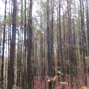 Harbins Park - Lots of pine trees - Playgrounds Near Me - Dacula, Georgia Harbins Park - Lots of pine trees - Playgrounds Near Me - Dacula, Georgia