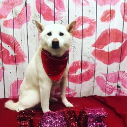 Wolfie the Shiba Inu. 15 years old. Wolfie the Shiba Inu. 15 years old.