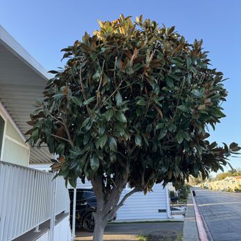 Appletree Services - Second view of my Magnolia tree - Tree Services Near Me