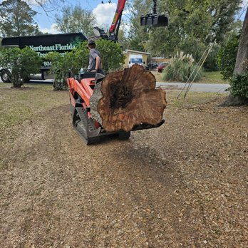 Northeast Florida Tree Experts - Tree Services Near Me
