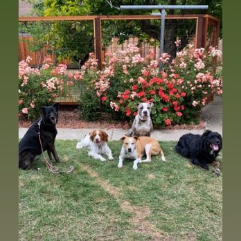 Harmonious Hounds At Home - StellaLuna's 5th at Harmonious Hounds at Home! - Pet Training Near Me Harmonious Hounds At Home - StellaLuna's 5th at Harmonious Hounds at Home! - Pet Training Near Me