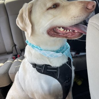 Agape Dog Grooming - Pet Groomers Near Me - Moreno Valley, California Agape Dog Grooming - Pet Groomers Near Me - Moreno Valley, California
