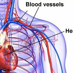 Jon Ho - The Center for Proactive Living - Alternaltives To Heart Disease