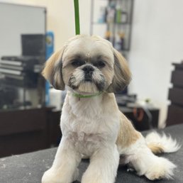 Mochi Mochi