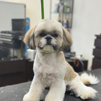 Pet Stylist - Mochi - Pet Groomers Near Me - San Leandro, California Pet Stylist - Mochi - Pet Groomers Near Me - San Leandro, California