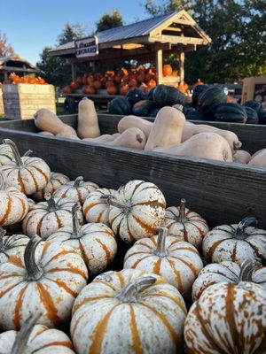 All Seasons Orchard by null