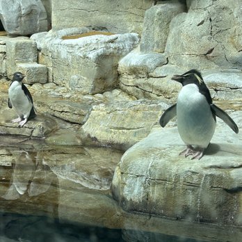 Shedd Aquarium - Penguins - Aquariums Near Me - Chicago, Illinois