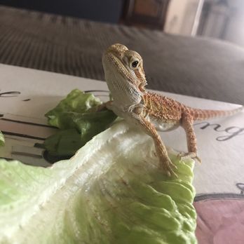 Reptile Junction - Reptile Shops Near Me - Apache Junction, Arizona