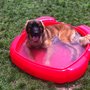 Photo of Canine Country Club - The Club