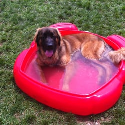 Canine Country Club - The Club