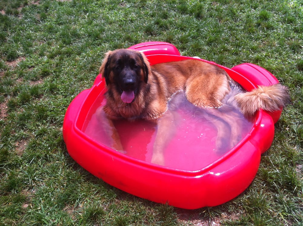 CANINE COUNTRY CLUB THE CLUB Updated September 2024 17 Photos