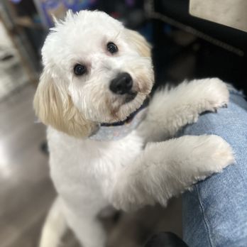 Splish Splash Wags - He looks so cute (his poodle side is showing ) ! - Pet Groomers Near Me - Long Beach, California