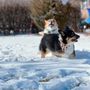 Photo of Dog Baths and Beyond