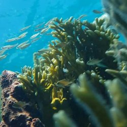 Snorkel with Locals